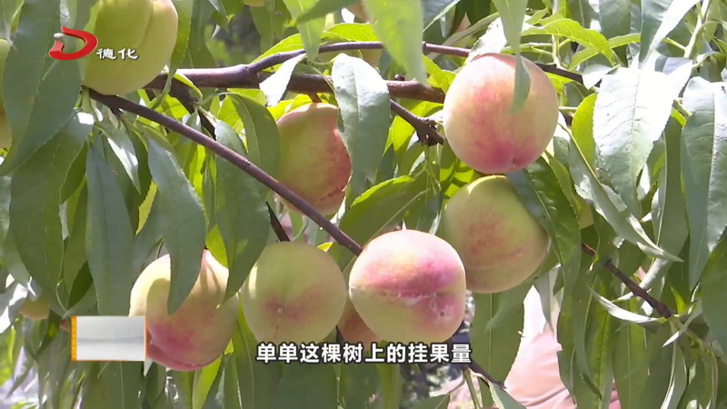 水口镇西峰格水蜜桃迎来首年丰收 - 憨鼠网