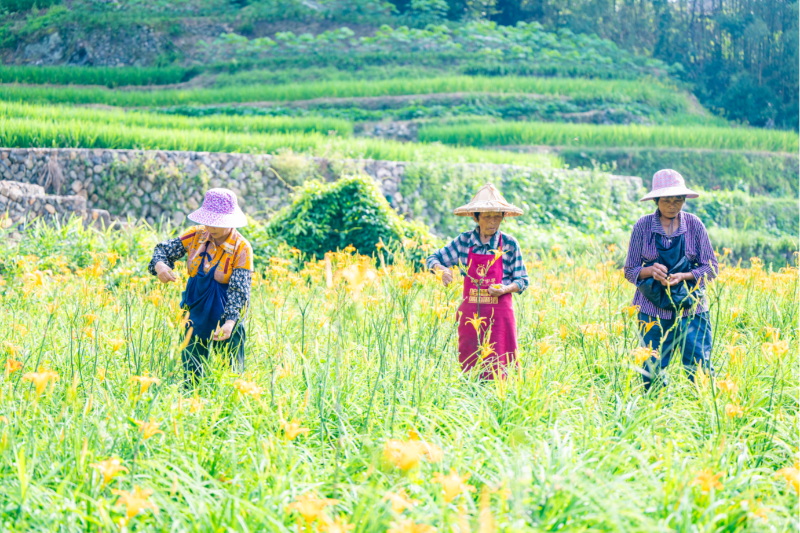 德化：“跨村联建”金钥匙 开启黄花菜“共富路” - 憨鼠网