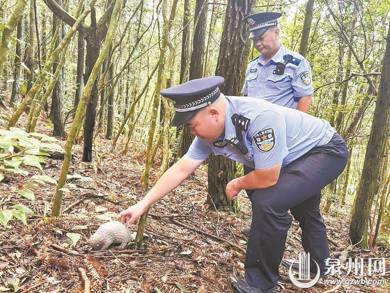 穿山甲被困隔离网 德化民警救助放归自然 - 憨鼠网