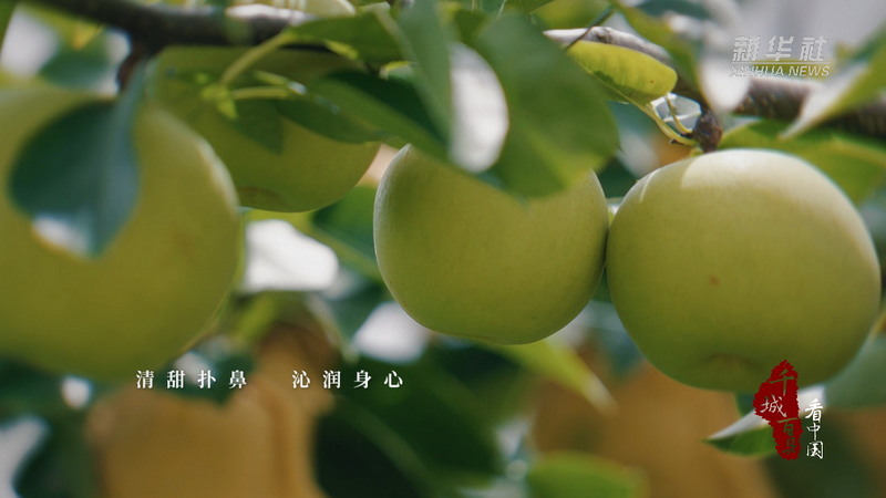 千城百县看中国丨福建德化:这个夏天“梨”不开你 - 憨鼠网