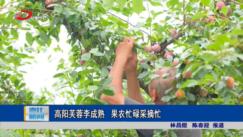 高阳芙蓉李成熟 果农忙碌采摘忙 - 憨鼠网