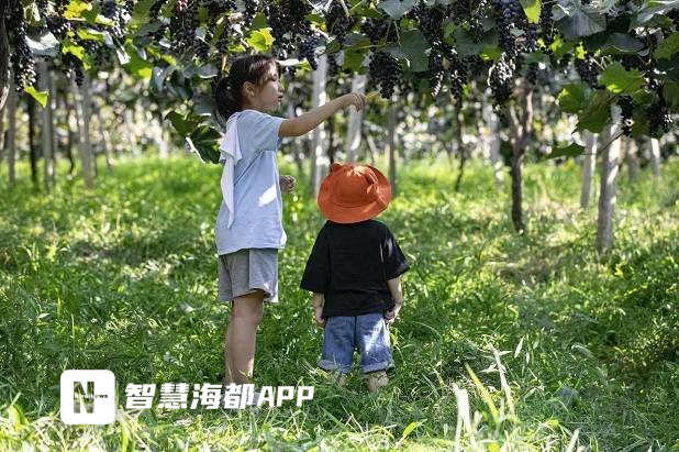 “二代”也很“卷”,泉州这群年轻人玩转“新农业” - 憨鼠网