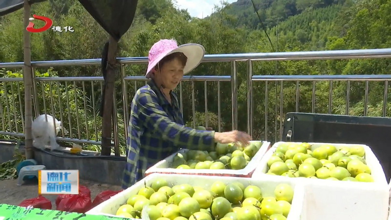 汤头乡岭脚村首批黄金百香果上市 - 憨鼠网