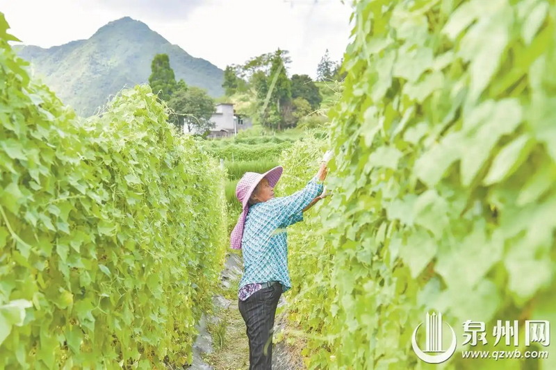 德化首批“拇指西瓜”甜蜜上市 - 憨鼠网