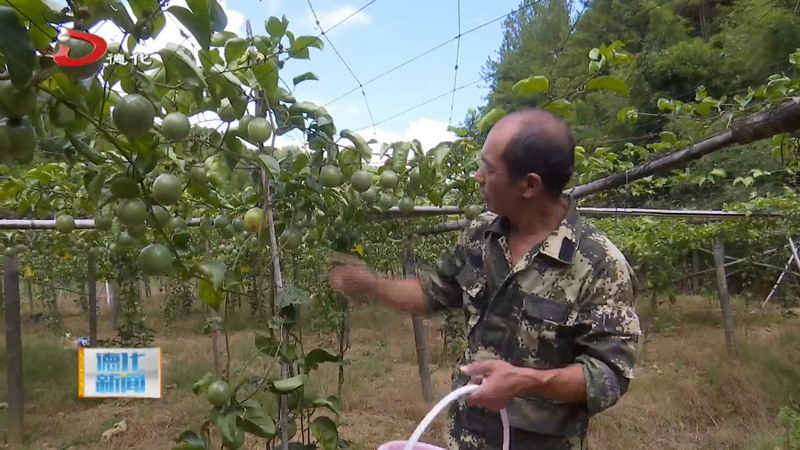 葛坑镇：黄金百香果成熟 果农喜摘“致富果” - 憨鼠网