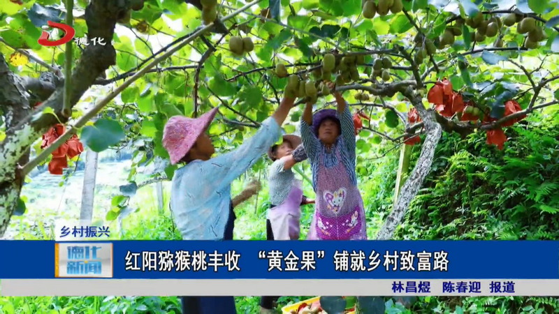 红阳猕猴桃丰收 “黄金果”铺就乡村致富路 - 憨鼠网