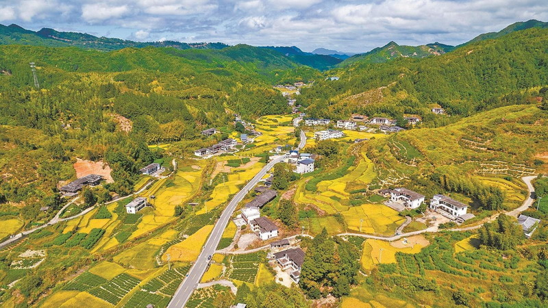 同心收获美好“姜”来 德化大铭乡统战力量田间地头显担当 - 憨鼠网