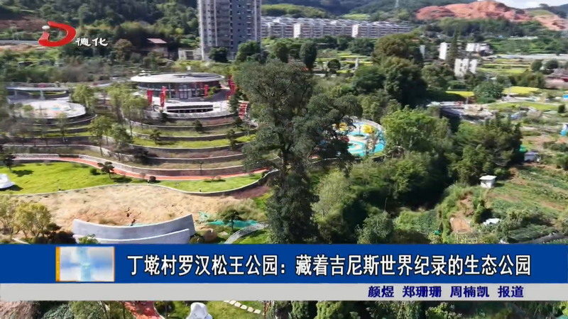 丁墘村罗汉松王公园：藏着吉尼斯世界纪录的生态公园 - 憨鼠网