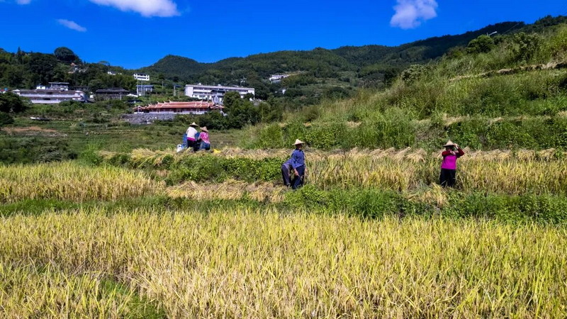 龙门滩：“云上梯田”迎丰收 - 憨鼠网