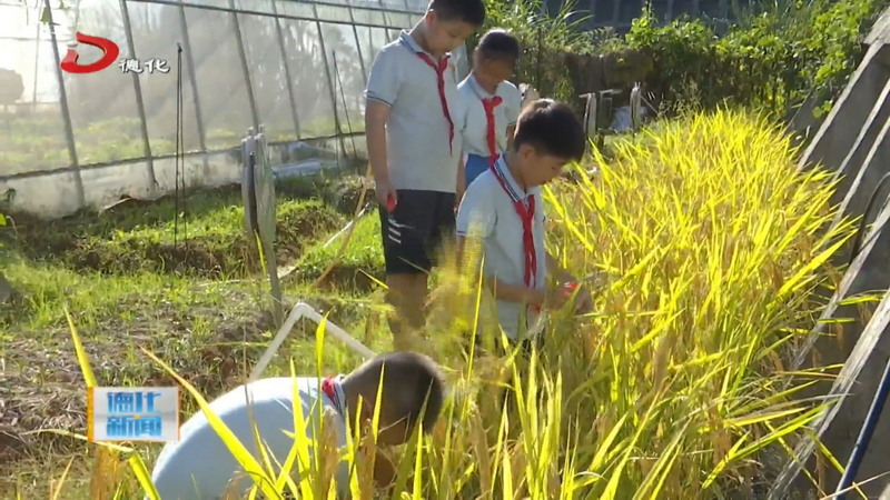 县第二实验小学世科校区开展校园割稻谷活动 - 憨鼠网