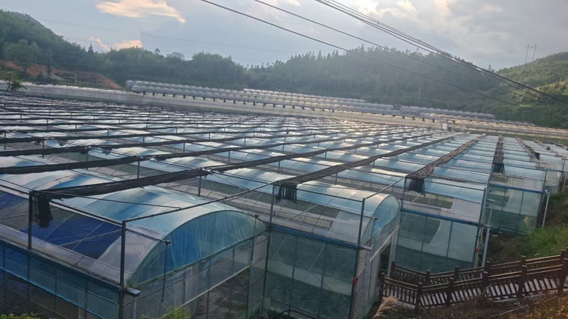 以科技赋能蓝莓产业，书写三班镇乡村振兴新答卷 - 憨鼠网