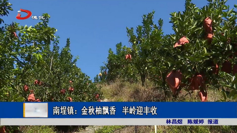 南埕镇：金秋柚飘香 半岭迎丰收 - 憨鼠网
