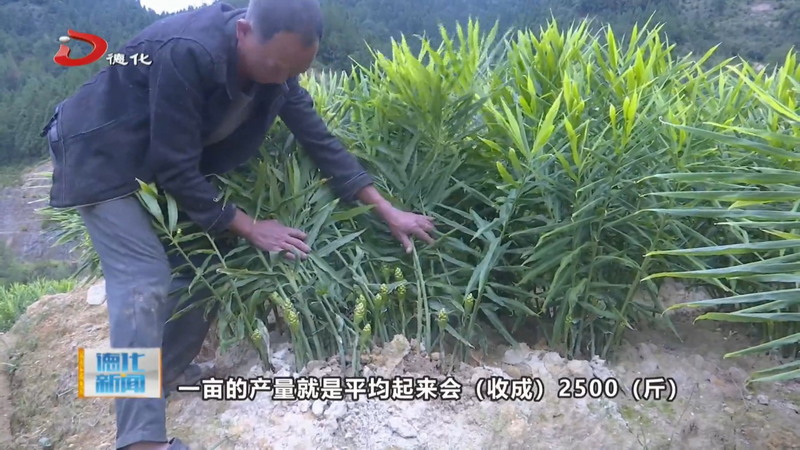 桂阳乡：漫山姜香迎丰收 特色产业促增收 - 憨鼠网