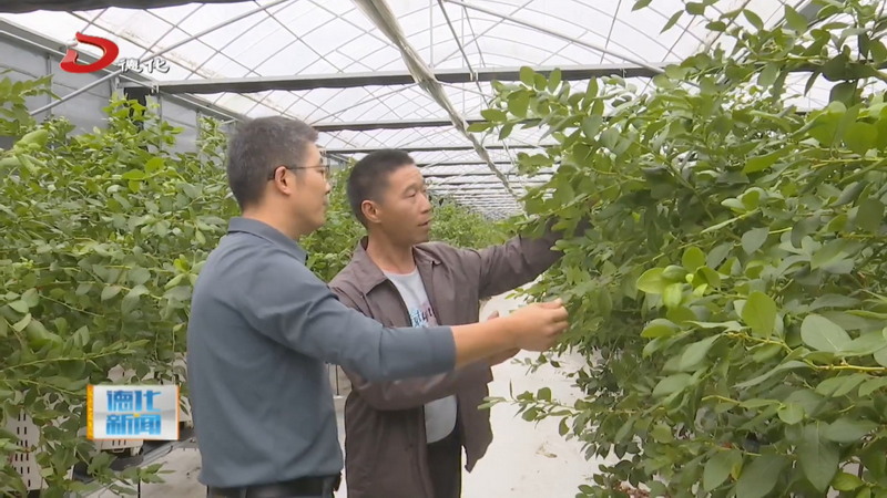省农业科学院到我县开展科技服务 科技人员靶向指导蓝莓种植 助力提品质促增收 - 憨鼠网