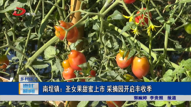 南埕镇：圣女果甜蜜上市 采摘园开启丰收季 - 憨鼠网