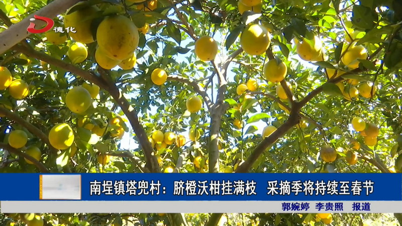 南埕镇塔兜村：脐橙沃柑挂满枝 采摘季将持续至春节 - 憨鼠网