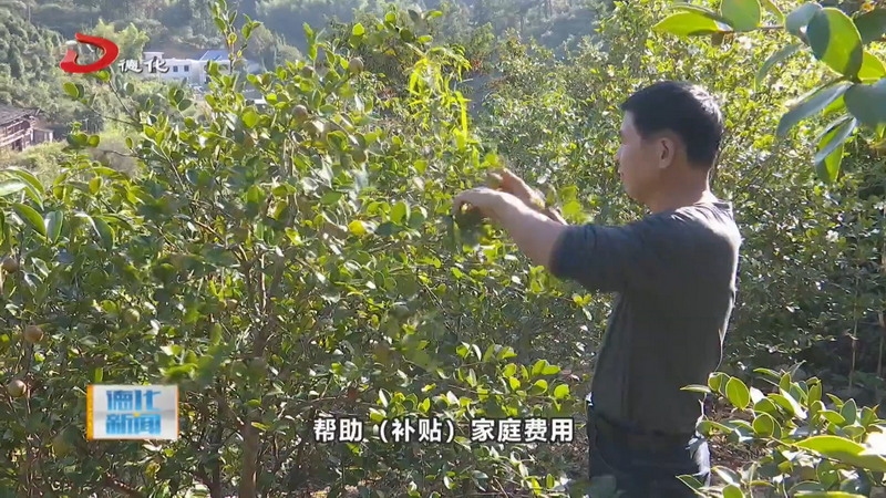 南埕镇望洋村：从“单打独斗”到“抱团共赢” 油茶产业成为乡村振兴“金名片” - 憨鼠网