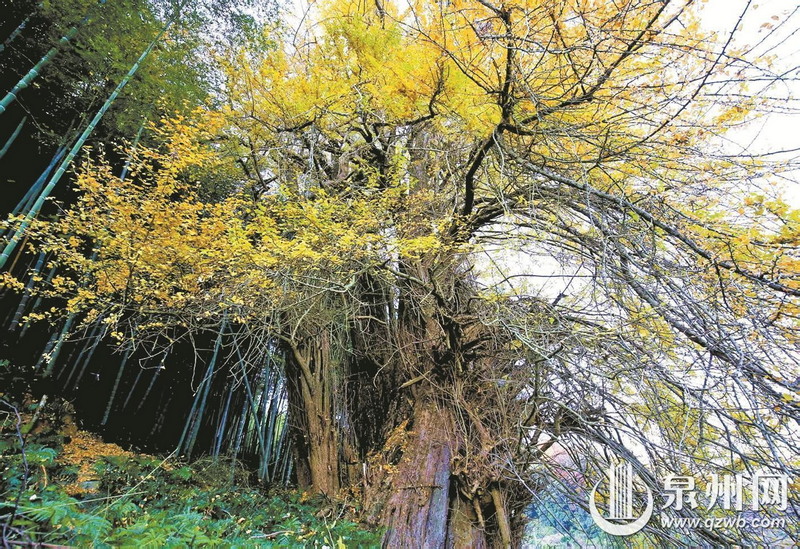 德化古“银杏王”获挂牌保护 - 憨鼠网