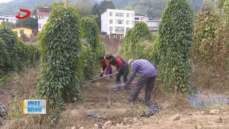 田间采收忙 淮山鲜香入餐桌 - 憨鼠网