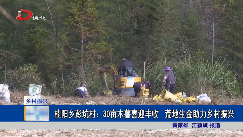 桂阳乡彭坑村：30亩木薯喜迎丰收  荒地生金助力乡村振兴 - 憨鼠网
