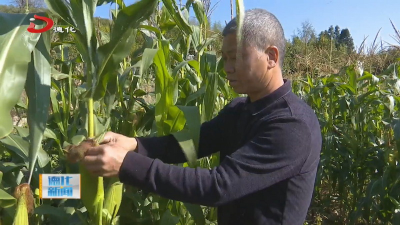 水口镇八逞村：错峰种植玉米喜获丰收 供不应求 - 憨鼠网