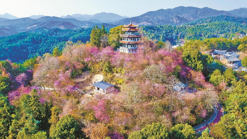 粉樱漫山开 - 憨鼠网