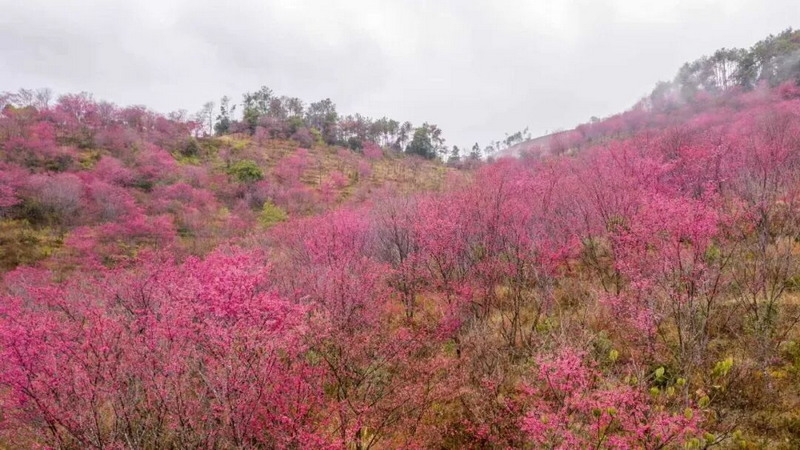 福建德化：樱花映翠满眼春 - 憨鼠网
