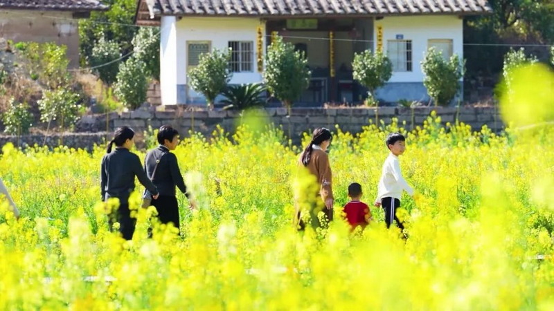 南埕：百亩金花映春景 农旅融合促振兴 - 憨鼠网