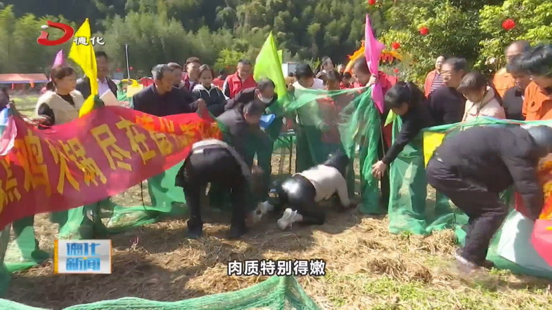赛场“鸡”情上演  舌尖美味共享——首届德化黑鸡趣味运动会精彩呈现 - 憨鼠网