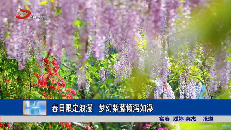 春日限定浪漫 梦幻紫藤倾泻如瀑 - 憨鼠网