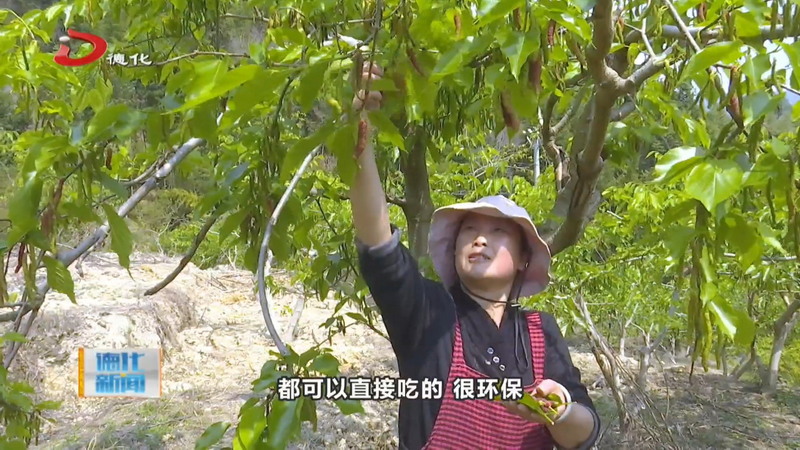 雷峰镇潘祠村：长果桑葚成熟正当时 周末近郊游添好去处 - 憨鼠网