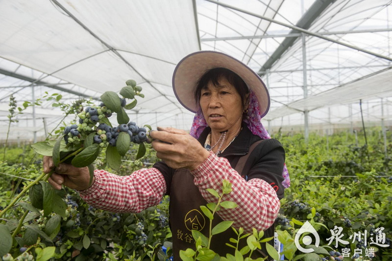 德化:蓝莓满枝迎丰收 特色种植促振兴 - 憨鼠网