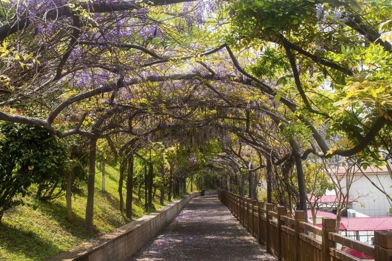 驾云亭：紫藤花开引客来 春日紫韵醉山城 - 憨鼠网