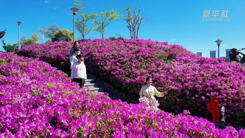 千城百县看中国·赏花季丨福建德化：杜鹃漫山娇 - 憨鼠网