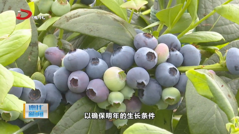 上涌镇：蓝莓进入盛果期 120亩采摘上市 - 憨鼠网