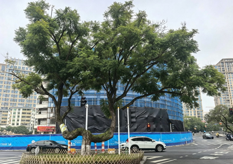 专业团队全程指挥！德化浔北路蓝花楹今日“乔迁” - 憨鼠网