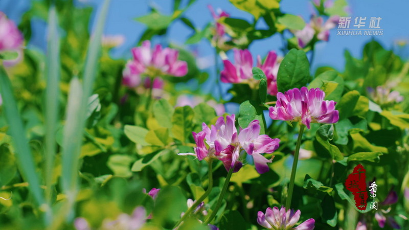 千城百县看中国·赏花季｜福建德化：风中花田 - 憨鼠网