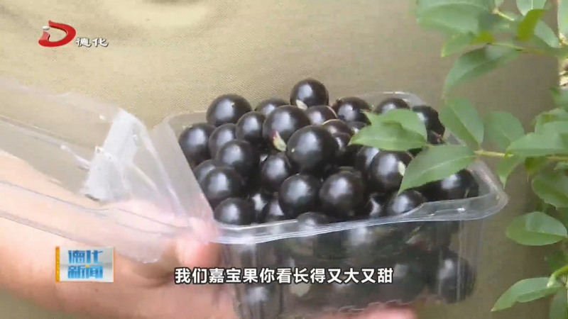 嘉宝果挂满枝 采摘正当时 特色种植赋能农文旅融合发展 - 憨鼠网