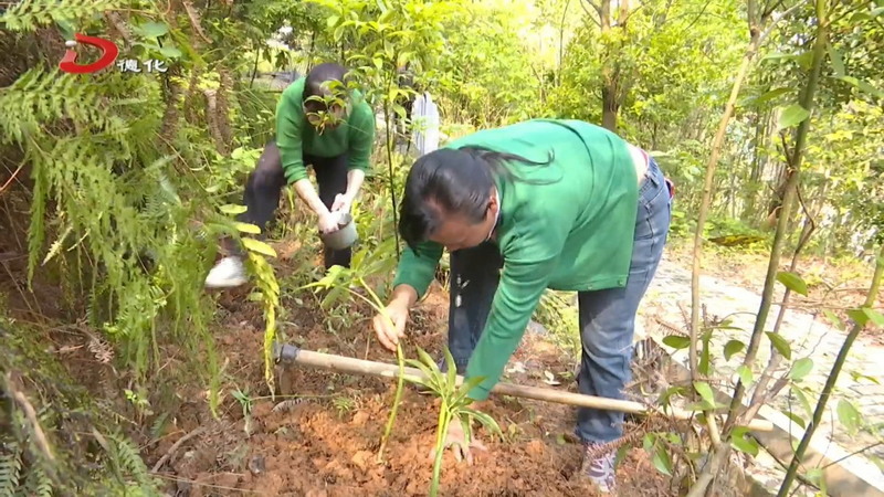 县中医院百草园：传承中草药文化 打造科普创新融合新阵地 - 憨鼠网
