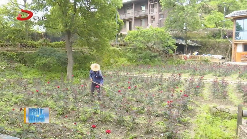 桂阳乡：试种无刺即食玫瑰 探索庭院经济新路子 - 憨鼠网