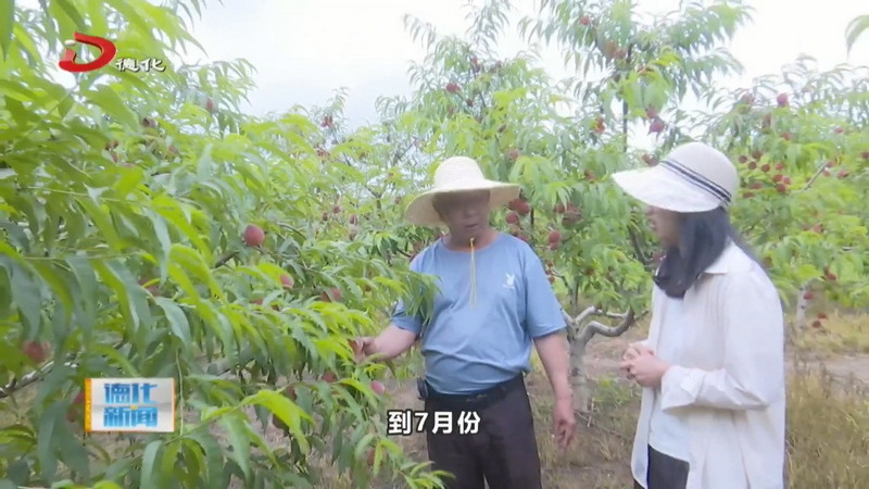 三班镇奎斗村：早熟黄桃成熟 市民游客采摘忙 - 憨鼠网