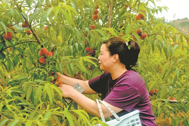 黄桃满枝迎客来 - 憨鼠网