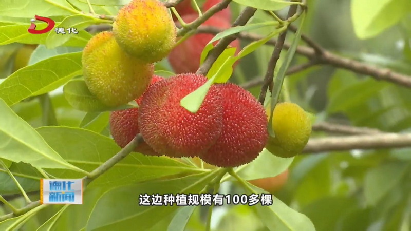 水口镇村场村：杨梅成熟上市 采摘游玩正当时 - 憨鼠网
