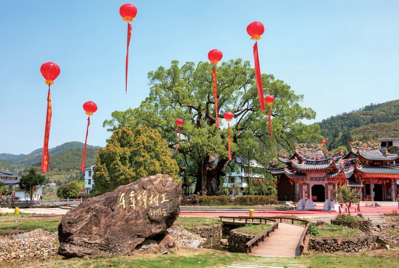 古樟守乡土，文旅促振兴 - 憨鼠网
