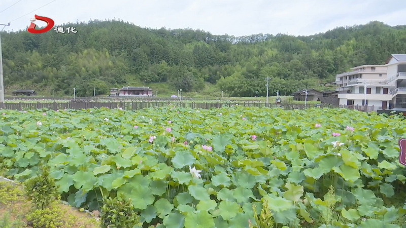 龙塔畲族村：夏日限定美景上线 满池荷花怒放待客来 - 憨鼠网