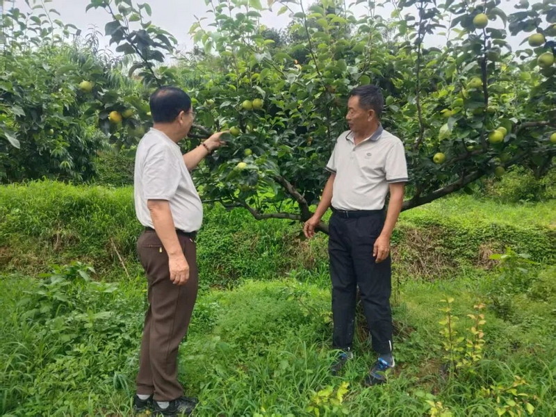 上涌镇：党旗映红田间路，农情服务暖夕阳 - 憨鼠网