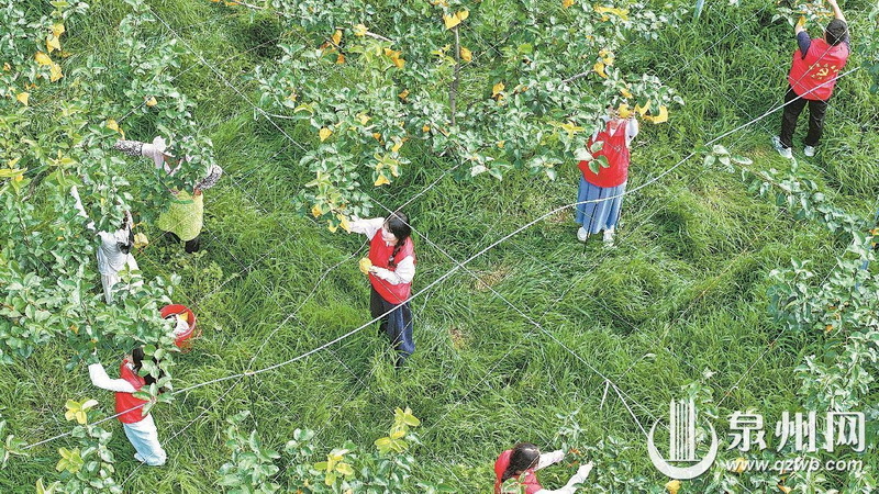 抢收德化梨 - 憨鼠网