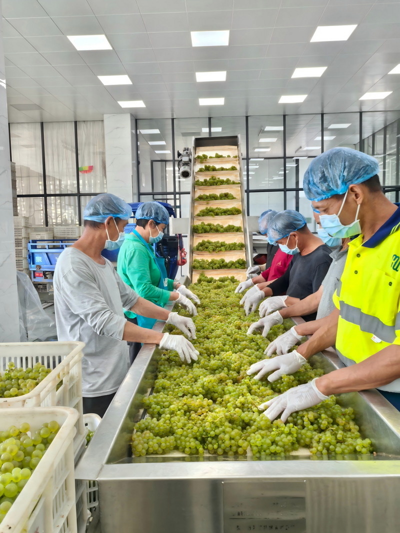 德化：科创赋能 特色酿酒葡萄爱格丽顺利采摘入罐 - 憨鼠网