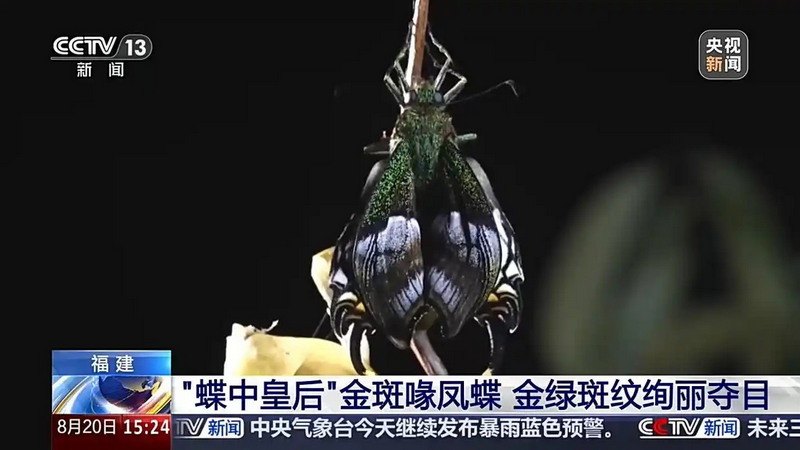 振翅归林！人工繁育“蝶中皇后”今日放归福建德化戴云山 - 憨鼠网