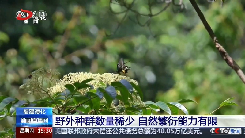 央视聚焦我县金斑喙凤蝶保护放归成果 - 憨鼠网
